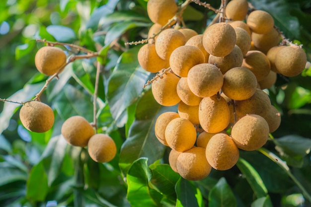 Junger Longan der tropischen Früchte