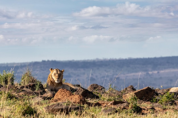 Junger männlicher Löwe in Kenia Afrika