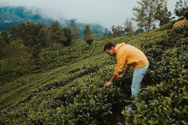Junger männlicher Tourist pflückt Tee in Sri Lanka