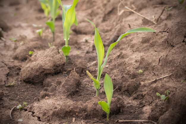 Junger Mais im Maisfeld mit trockenem Boden. Konzept der Naturkatastrophe.