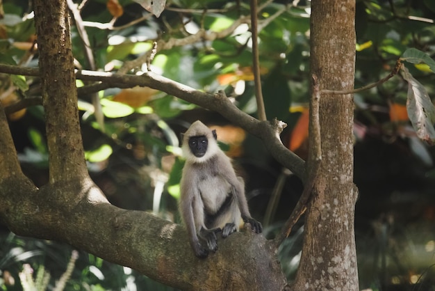 Junger Makakenaffe Grey Langur, auch bekannt als Hanuman Langur, endemisch in Sri Lanka und Indien auf dem Baum im Regenwald