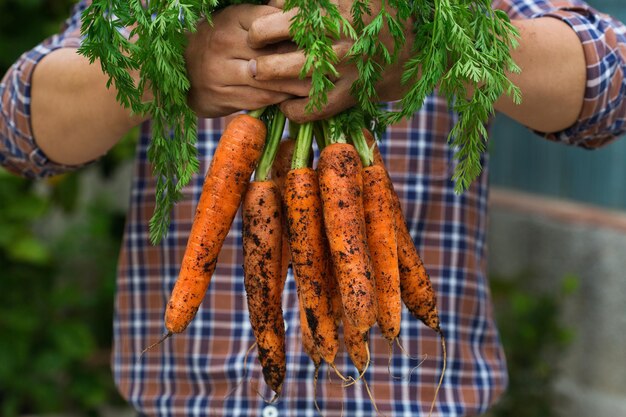 Junger Mann Bauer Arbeiter hält in den Händen einheimische Ernte von frischen orangefarbenen Karotten Privater Garten Obstgarten Naturwirtschaft Hobby- und Freizeitkonzept