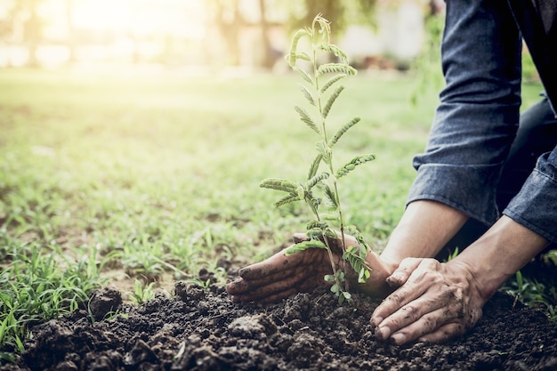 Junger Mann, der den Baum im Garten als Tag der Erde pflanzt und speichern Weltkonzept, Natur