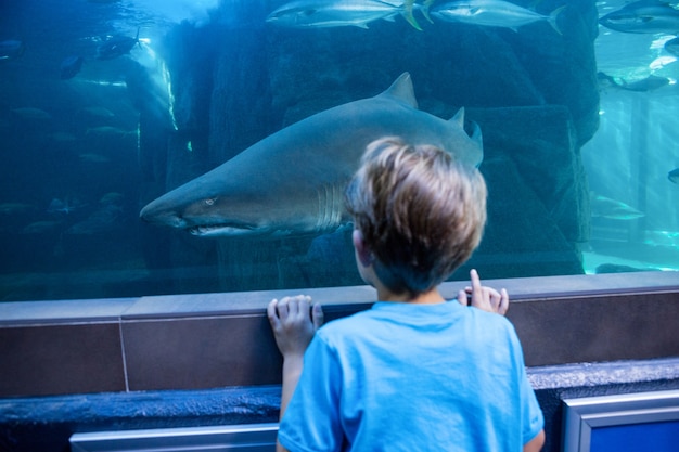 Junger Mann, der Haifisch in einem Becken betrachtet