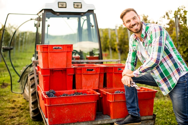 Junger Mann, der rote Trauben im Weinberg erntet