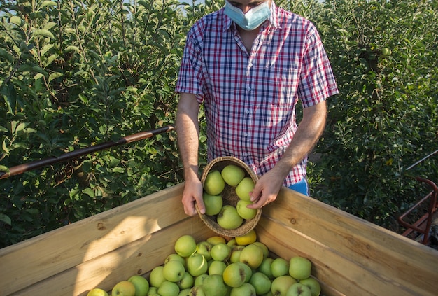 Junger Mann im karierten Hemd, das goldene Äpfel in einer Obstbaumplantage mit Gesichtsmaske pflückt.