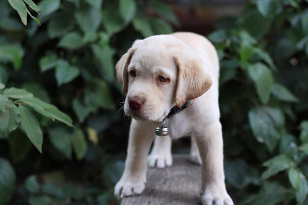 Junger niedlicher reinrassiger Labrador-Retriever im Garten