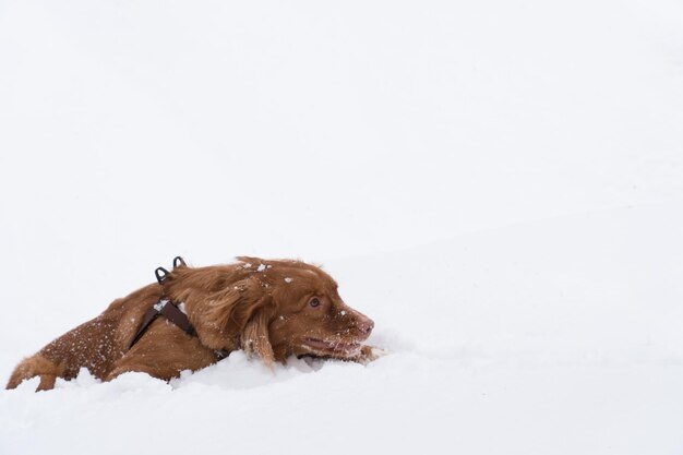 Junger Nova Scotia Duck Toller Retriever, der im Winter durch Schnee springt