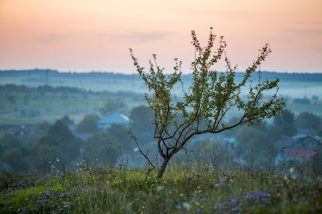 Junger Obstbaum mit grünen Blättern