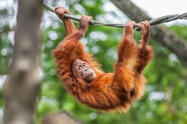 Junger Orang-Utan, der auf einem Seil schwingt