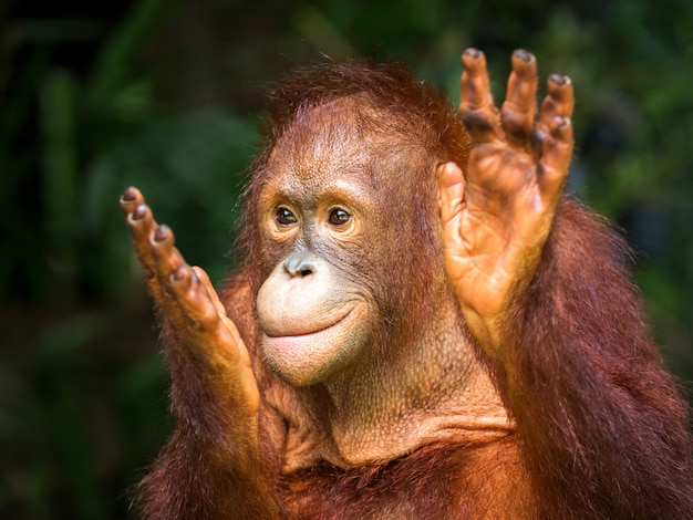 Junger Orang-Utan klatscht in die natürliche Umgebung des Zoos.