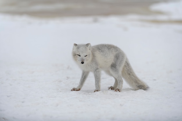 Junger Polarfuchs in der Wintertundra. Grauer Polarfuchswelpe.