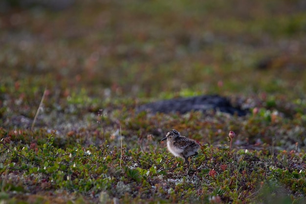 Junger Red-necked Phalarope, Phalaropus lobatus, läuft entlang der Weiden auf der arktischen Tundra