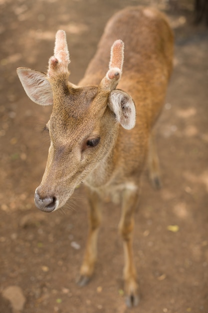 Junger Rehbock / Capreolus Capreolus / auf der Wiese stehend und beobachtend