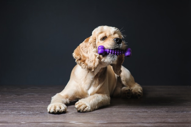 Junger reinrassiger Cocker Spaniel, der mit einem Spielzeug spielt.