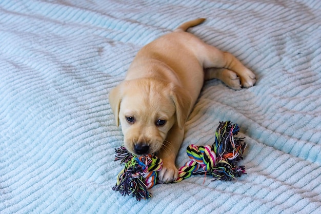 Junger reinrassiger Welpe des Labrador-Retrievers, der mit Seilspielzeug spielt