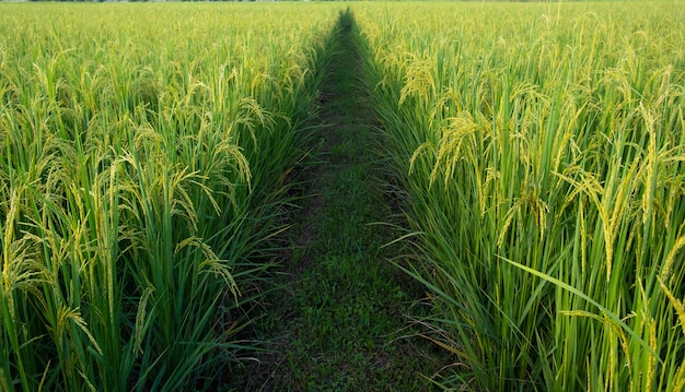 Junger Reis und Weg in Feldern. Reisfeld mit Weg. Weg in der Mitte der Reisfelder.