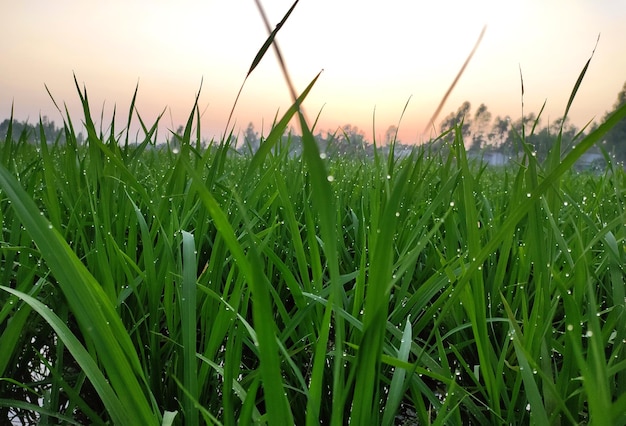 Junger Reisbaum auf Reisfeld
