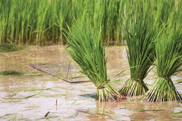 Junger Reissprössling bereit zum Wachsen auf dem Reisgebiet