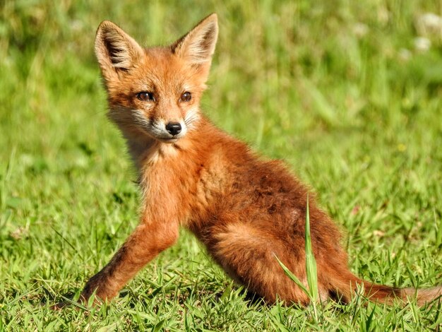 Foto junger roter fuchs, der im gras aufwirft