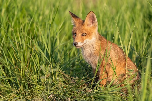 Junger roter Fuchs im Gras nahe seinem Loch