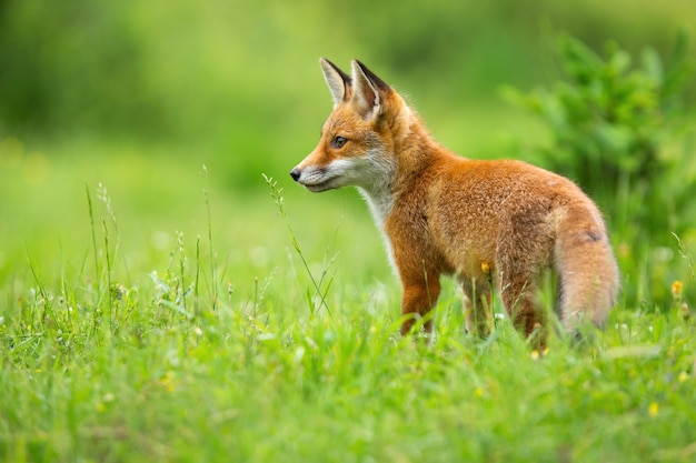 Junger roter Fuchs, vulpes vulpes, stehend auf Wiese im grünen Sommer. Orange Säugetierjunges, das Grasland von hinten betrachtet. Jungtierbeobachtung mit Kopierraum.