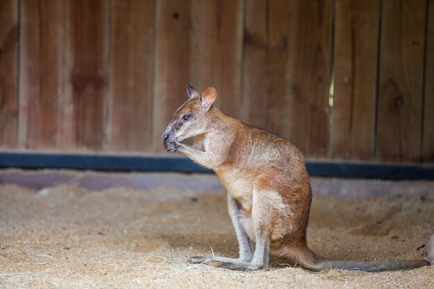 Junger roter Känguru sitzt auf dem Sand