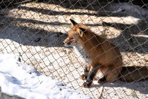 Junger Rotfuchs im Zoogehege an einem sonnigen Wintertag blickt auf Freiheit