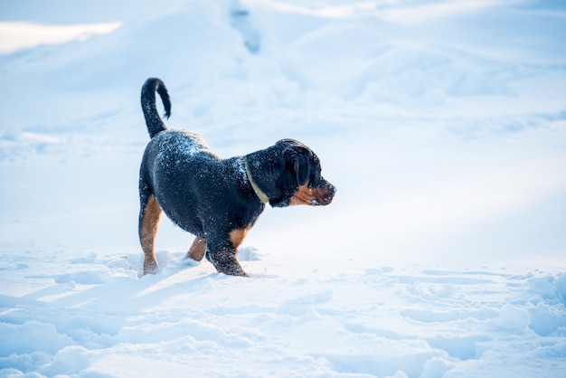 Junger Rottweiler-Hund geht durch Schneeverwehungen