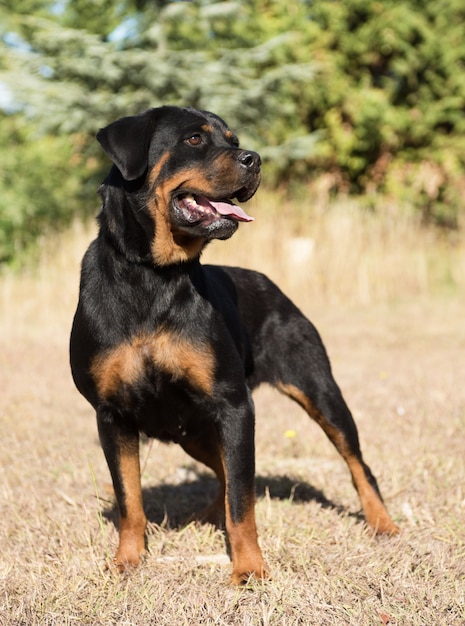 junger Rottweiler in der Natur