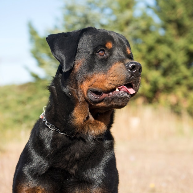 junger Rottweiler in der Natur