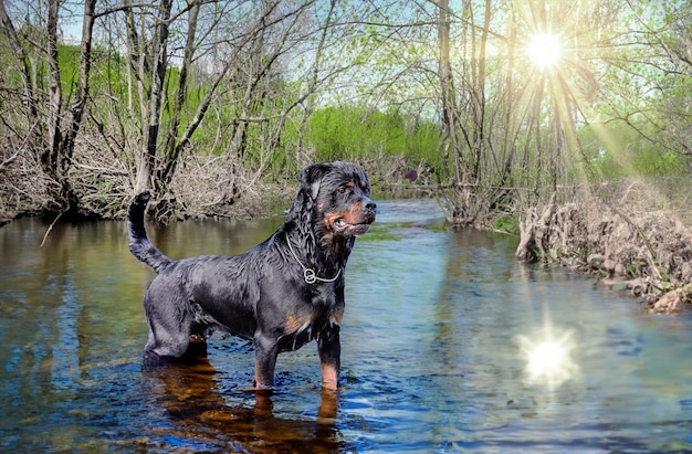 Foto junger rottweiler schwimmt im sommer in einem fluss