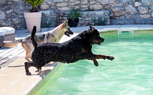 Junger Rottweiler und Swimmingpool