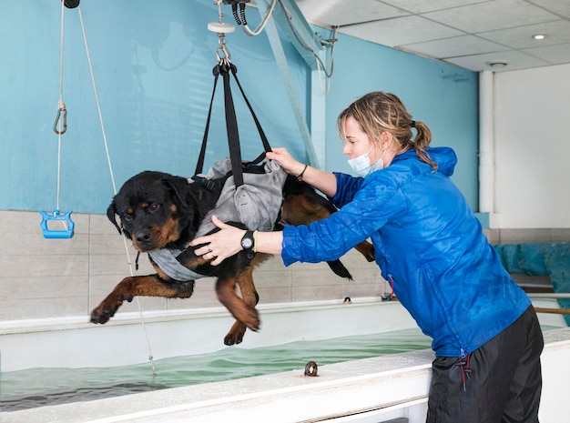 Junger Rottweiler und Umerziehung zur Hydrotherapie im Schwimmbad