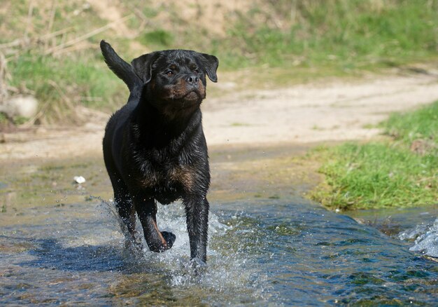 junger Rottweiler