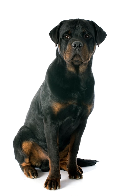 junger Rottweiler