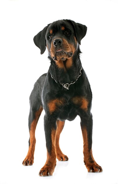 junger Rottweiler