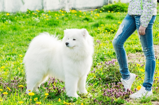 Junger Samojede Hund neben dem Mädchen