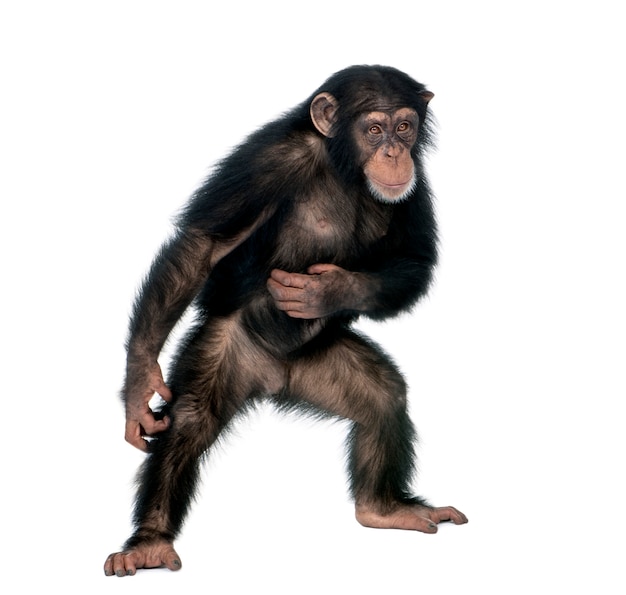 Junger Schimpanse, Simia Troglodytes, stehend auf weiß isoliert