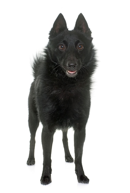 junger Schipperke Hund