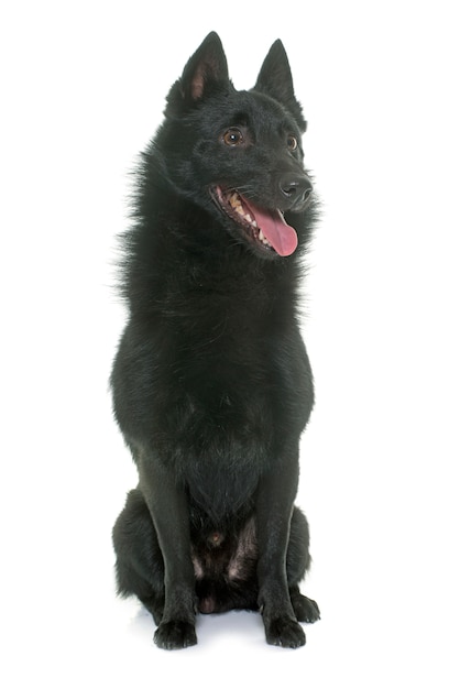 junger Schipperke Hund