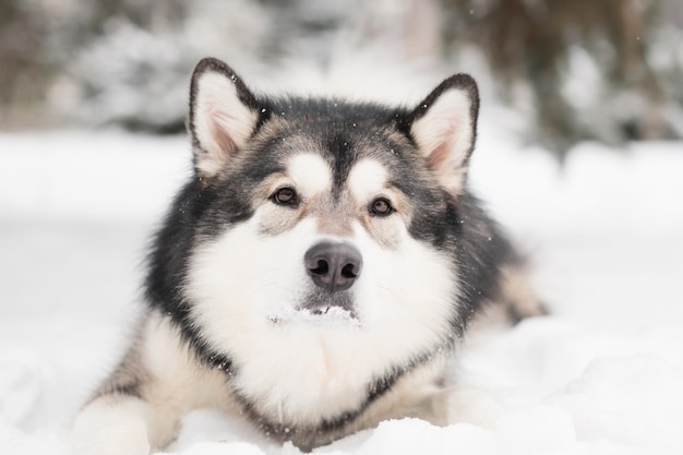 junger schöner alaskischer Malamute mit braunen Augen, die im Schnee liegen. Hund Winter. Hochwertiges Foto