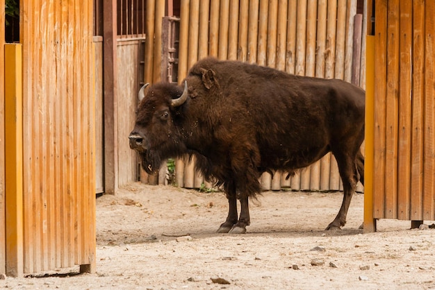 Junger schöner Bison