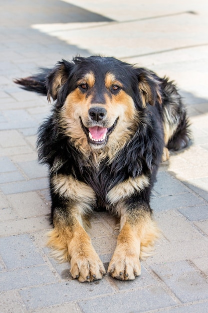 Junger schöner Hund, der im Schatten der Stadtstraße am heißen Sommertag ruht