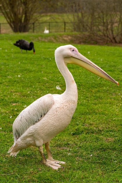 Junger schöner Pelikanvogel auf grünem Gras Welt der Wildvögel