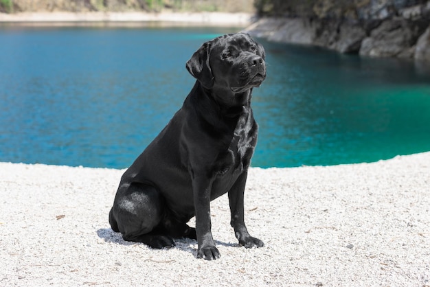 Junger schöner reinrassiger Labrador mit schwarzen Haaren, die in der Sonne am smaragdgrünen Ufer des Tovel-Sees glänzen