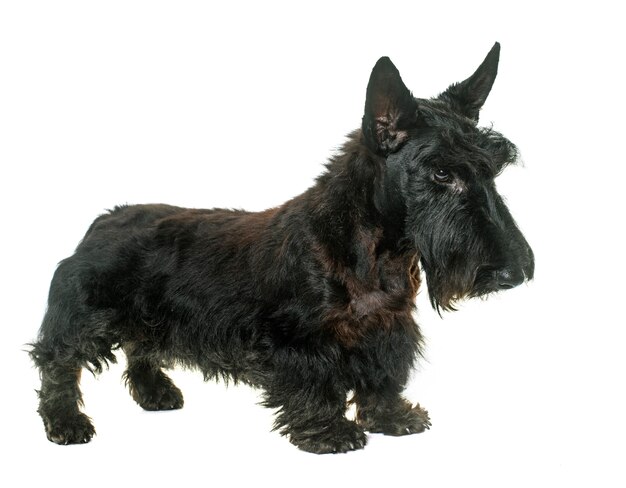 junger schottischer Terrier