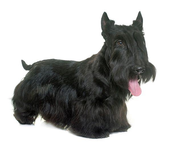 junger schottischer Terrier