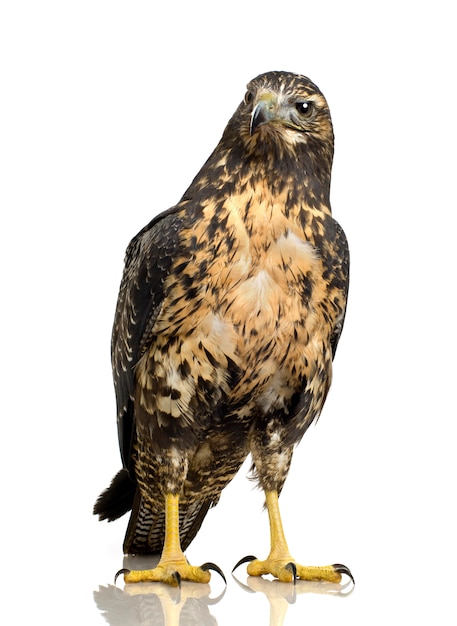 Junger Schwarzbrustbussardadler-Geranoaetus melanoleucus vorne auf einem weißen isolierten