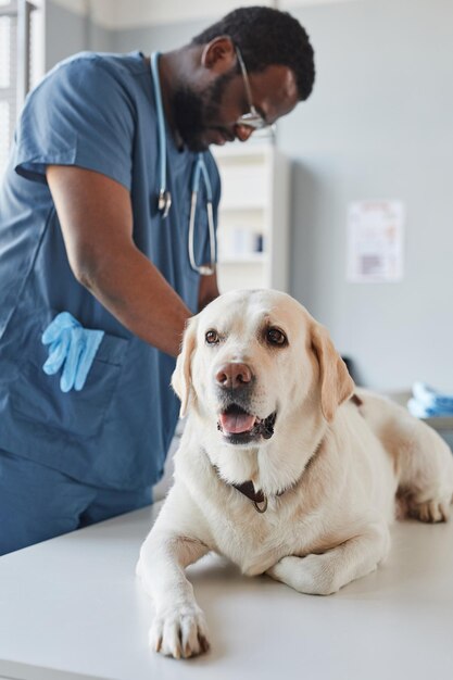 Junger Schwarzer in blauer Uniform mit Stethoskop um den Hals, der einen kranken weißen Labrador-Hund untersucht, der auf einem medizinischen Tisch liegt